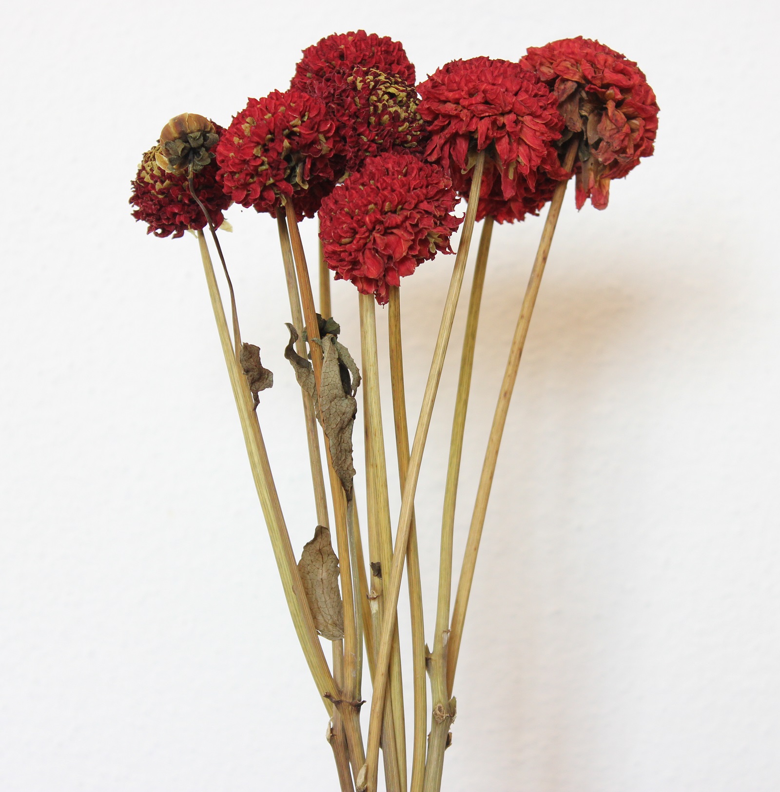 Sušené dálie Červené odtiene cca 10 ks